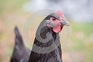 Black rooster with red wattle.