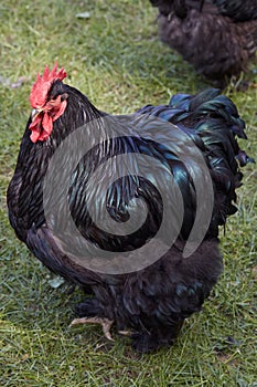 Black rooster with shiny plumage with green reflections and red crest and wattles