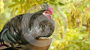 Black or rooster sitting on the fence