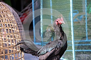 Black rooster stand beside the net nick. It is fighting cock, a rooster bred and trained for cockfighting.