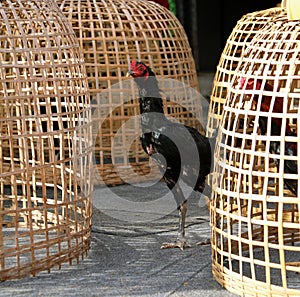 Black rooster stand beside Thai chicken coop and net nick. It is fighting cock, a rooster bred and trained for cockfighting.