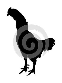 Black rooster vector silhouette illustration isolated on white background. Thai chicken. Farm chantry cock.
