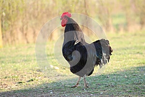 Black rooster voodoo symbol