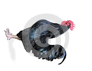 Black rooster on a white