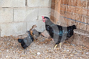 black roosters and hens in the corral