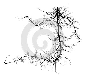 Black Root System - Taproot Vector Illustration