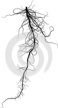 Black Root System - Taproot Vector Illustration