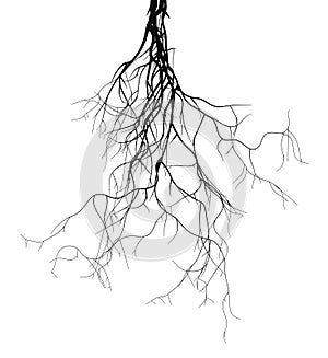 Black root system - vector illustration
