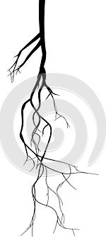 Black root system - vector illustration