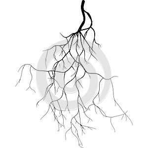 Black root system - vector set