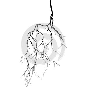 Black root system - vector set