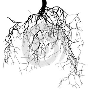 Black root system - vector set