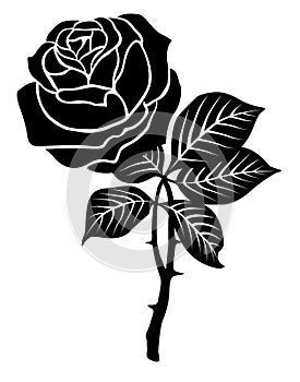 Black rose