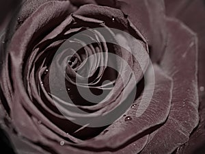 Black rose img