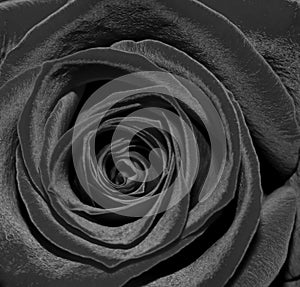 Black Rose