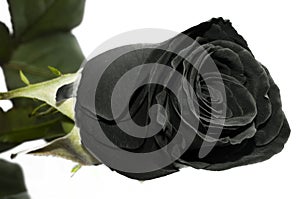 Negro rosas 