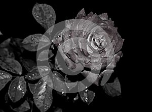 Black Rose