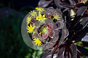 Black Rose, Aeonium arboreum, in flower, close up photo