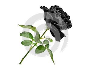 Black rose with leaf isolated on white