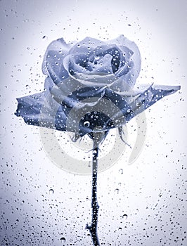 Black Rose on stem with Water Droplets photo