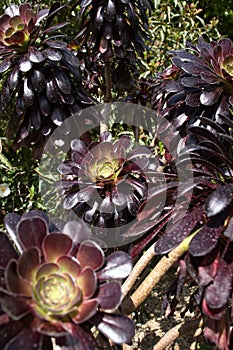 Black rose succulents in German garden