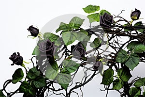 black roses. ivy, vines, thorns green leaves. white background. good and evil concept.