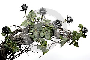 black roses. ivy, vines, thorns green leaves. white background. romance concept.