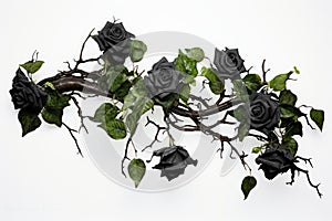 black roses. ivy, vines, thorns green leaves. white background. toxic relationship concept.