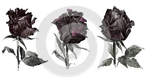 Black Roses watercolor set. Gotic flowers