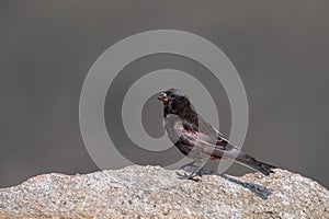 Black rosy-finch