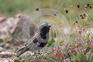 Black rosy-finch on mountain