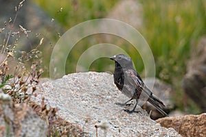 Black rosy-finch on a rock