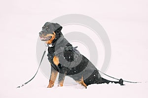 Black Rottweiler Metzgerhund Dog Sitting In Snow During Winter Day. Dog Is Dressed In A Special Training Suit