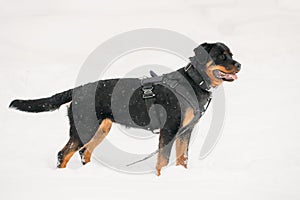 Black Rottweiler Metzgerhund Dog During Training. Winter Season