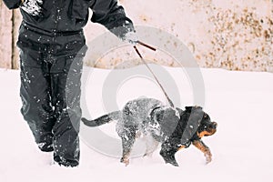 Black Rottweiler Metzgerhund Dog Walking During Training. Winter