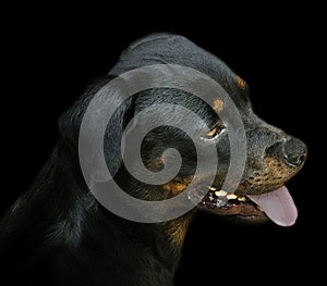 Black Rottweiler Profile