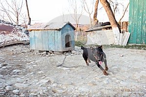 The Black Rotveller stands in the courtyard tied to the chain near the booth