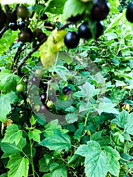 Black, round currant berries hang from the bush. eco products, macro photography. among the green leaves of the bush, currant