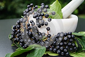 Black rowan aronia chokeberry