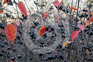 Black Rowan. Edible harvest. Useful foods with vitamins.