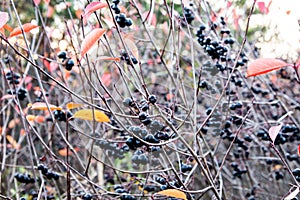 Black Rowan. Edible harvest. Useful foods with vitamins.