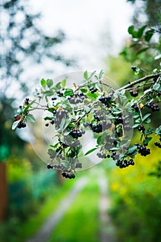 Black rowan tree with bunches of black ripe berries on the countryside road