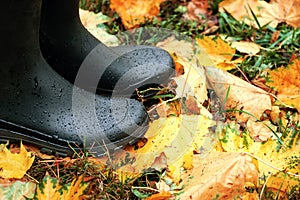 Black rubber boots standing on the fallen orange maple leaves