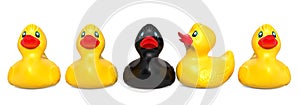 Black rubber duck among yellow rubber ducks. The ugly duckling c