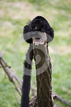 Black Ruffed Lemur