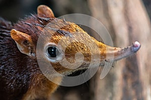 Black and Rufous Elephant Shrew