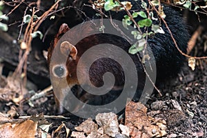 Black and Rufous Elephant Shrew