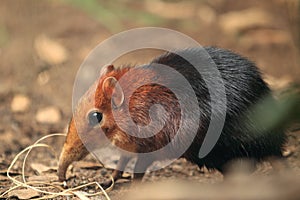 Black and rufous elephant shrew