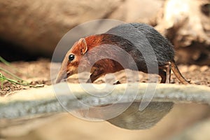 Black and rufous elephant shrew photo