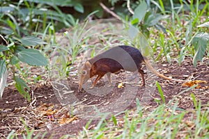 Black and Rufous Elephant Shrew photo